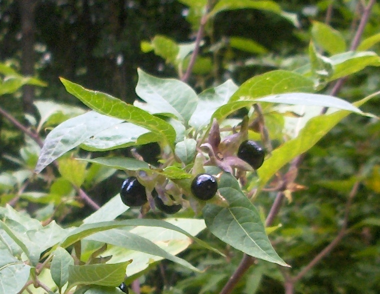 Atropa bella-donna / Belladonna