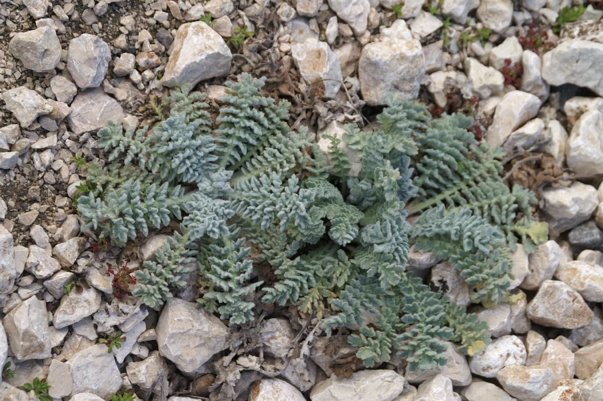 pianta  su costa pietrosa - Glaucium flavum