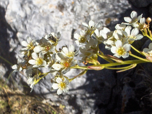 Saxifraga callosa (= S. lingulata) / Sassifraga meridionale