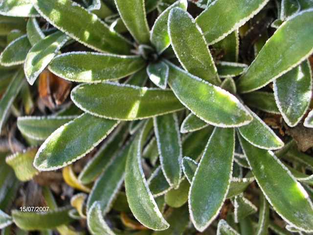 Saxifraga callosa (= S. lingulata) / Sassifraga meridionale