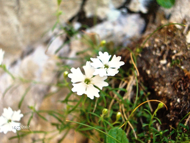 Silene pusilla / Silene piccola