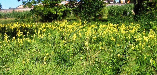 Linaria vulgaris / Linajola comune