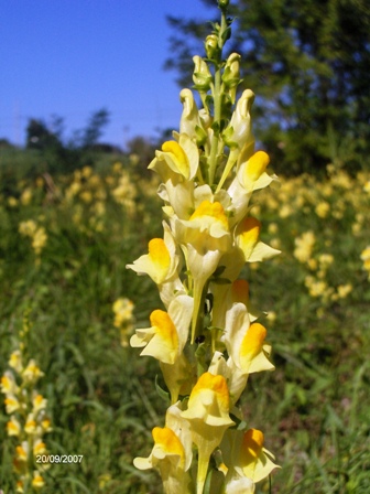 Linaria vulgaris / Linajola comune