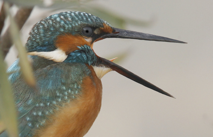 Martin pescatore (Alcedo atthis)