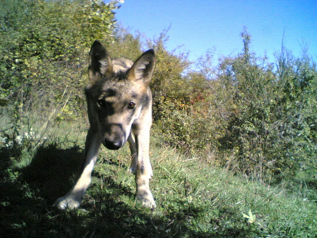 Canis lupus