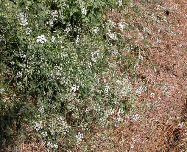 Torilis arvensis / Lappolina canaria