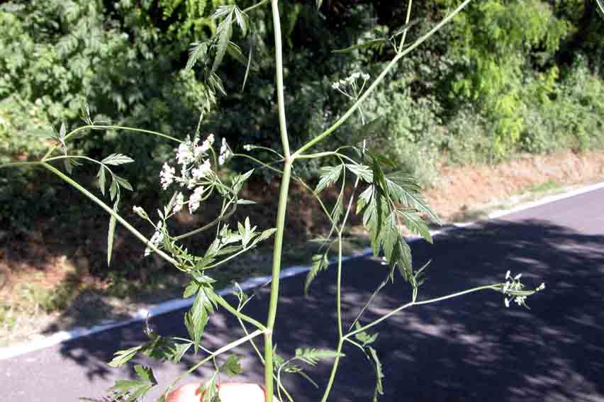 Torilis arvensis / Lappolina canaria