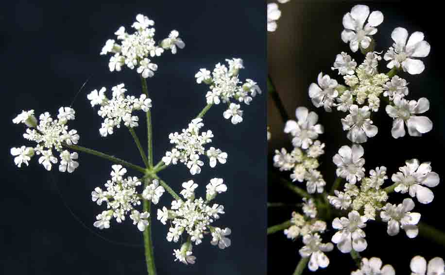 Torilis arvensis / Lappolina canaria