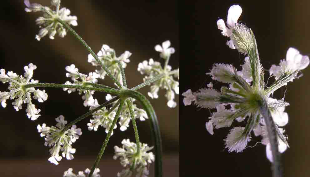 Torilis arvensis / Lappolina canaria