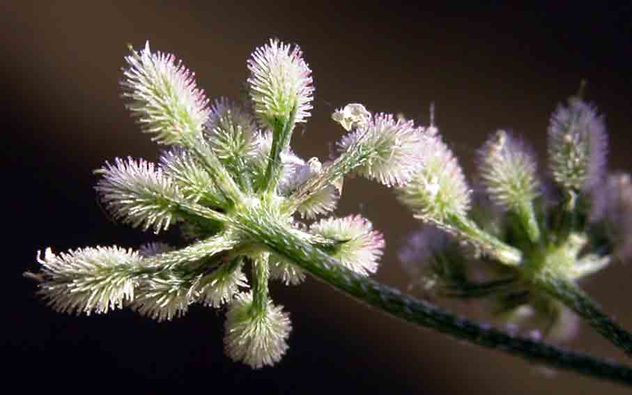 Torilis arvensis / Lappolina canaria