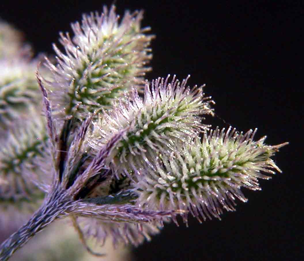 Torilis arvensis / Lappolina canaria