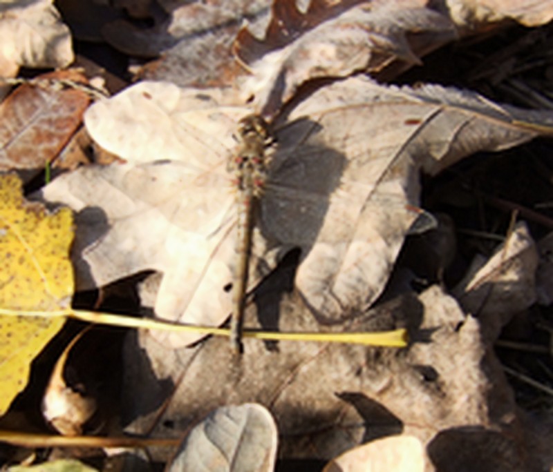 Sympetrum striolatum femmina