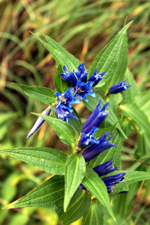 Gentiana asclepiadea / Asclepiade