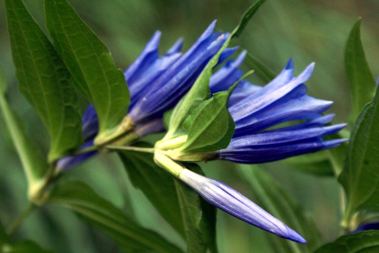 Gentiana asclepiadea / Asclepiade