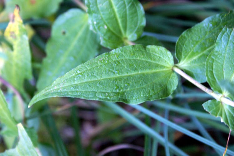 Gentiana asclepiadea / Asclepiade