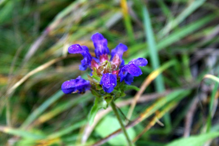 sottobosco di montagna - Prunella cfr.  grandiflora.