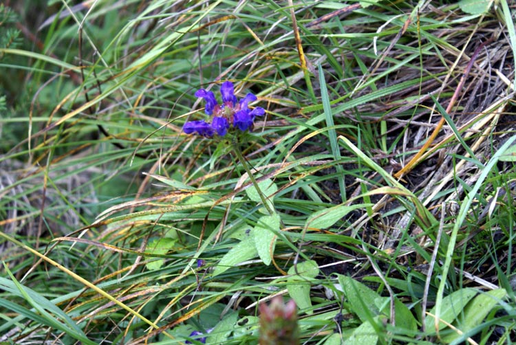 sottobosco di montagna - Prunella cfr.  grandiflora.