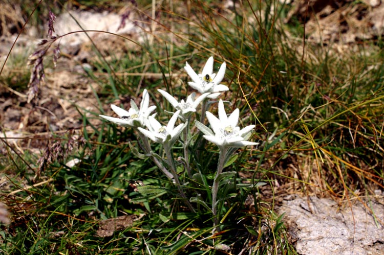 Leontopodium alpinum / Stella alpina