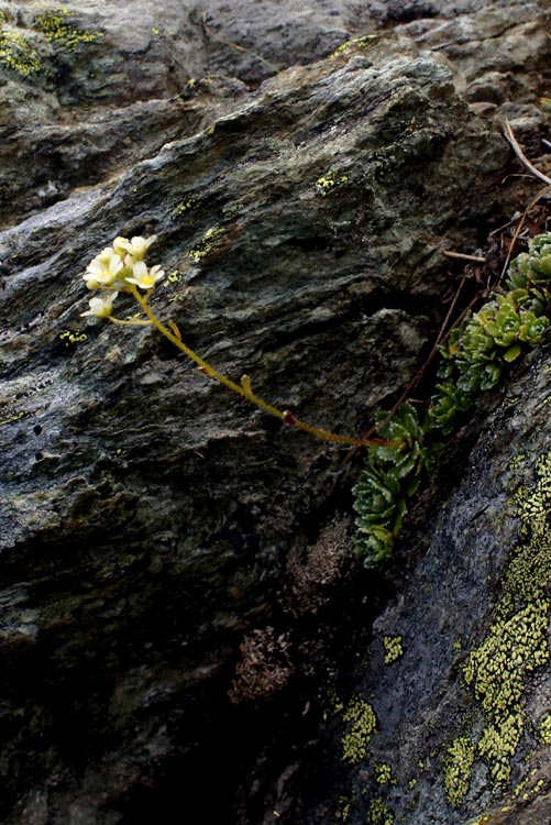 Sassifraga paniculata