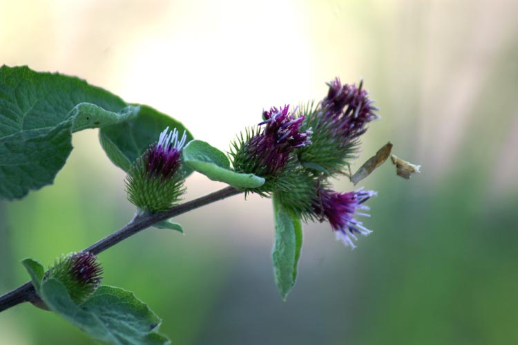 sulle rive - Arctium sp