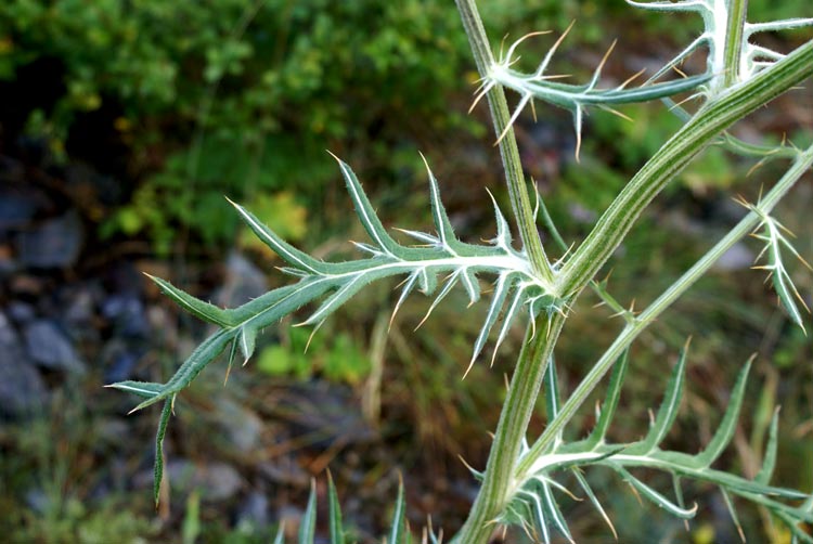 Cirsium eriophorum / Cardo scardaccio