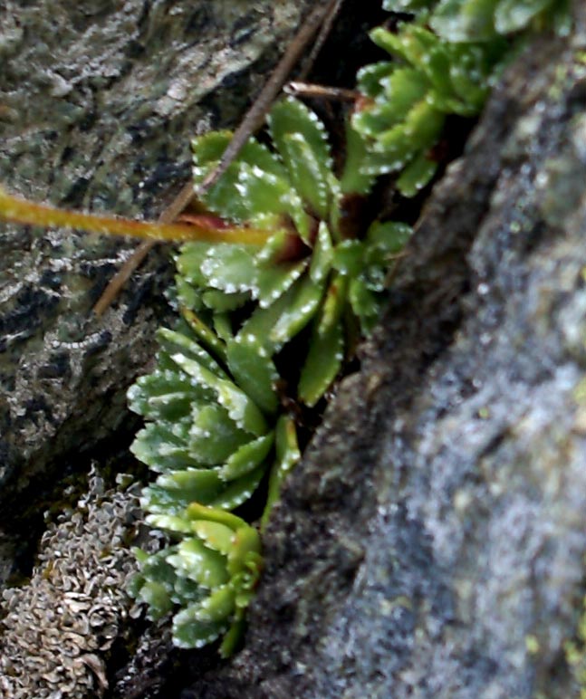 Sassifraga paniculata