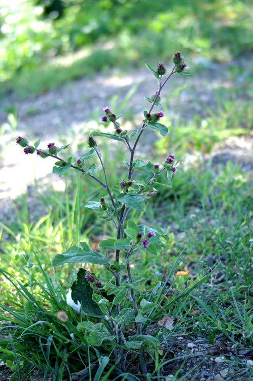 sulle rive - Arctium sp