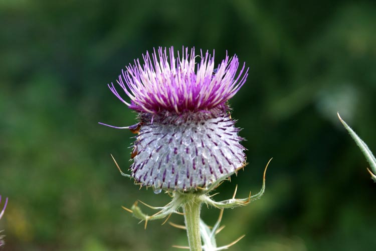 Cirsium eriophorum / Cardo scardaccio