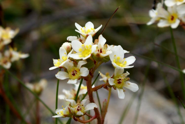 Sassifraga paniculata