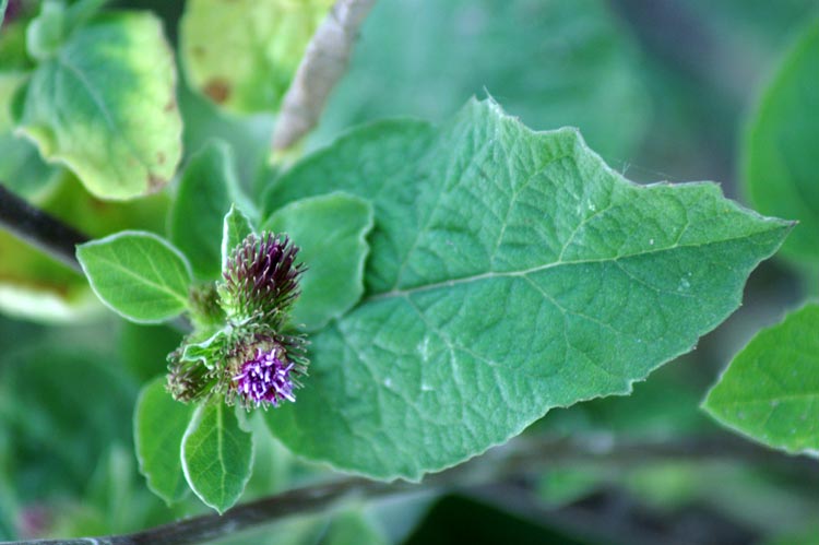 sulle rive - Arctium sp