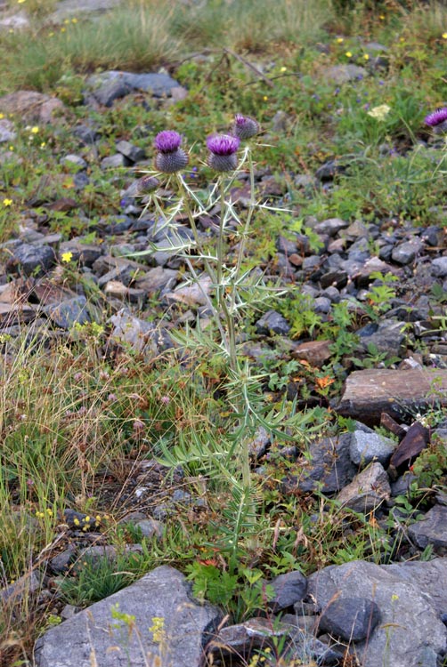 Cirsium eriophorum / Cardo scardaccio