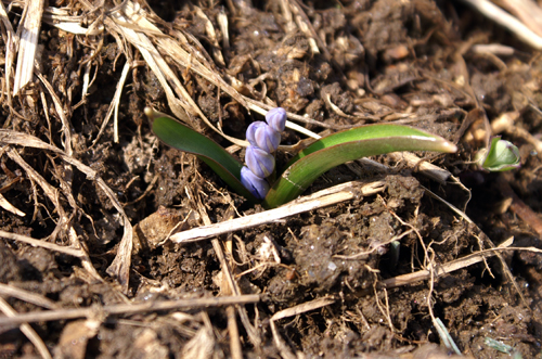 fiorellini azzurri - Scilla bifolia