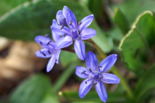 fiorellini azzurri - Scilla bifolia