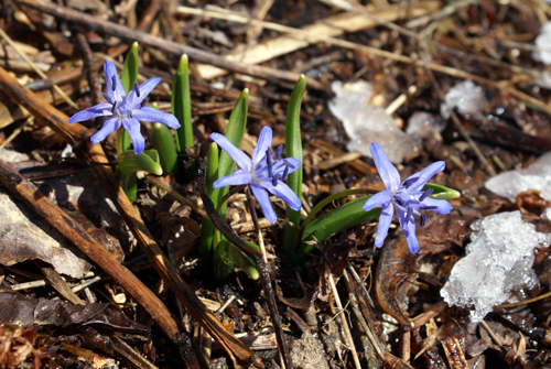 fiorellini azzurri - Scilla bifolia