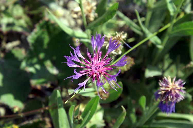 Val Tournenche 1 - Centaurea sp.