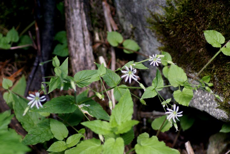 Stellaria nemorum / Centocchio dei boschi