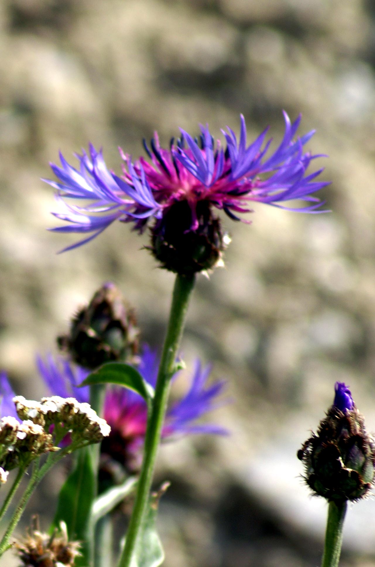 Val Tournenche 1 - Centaurea sp.