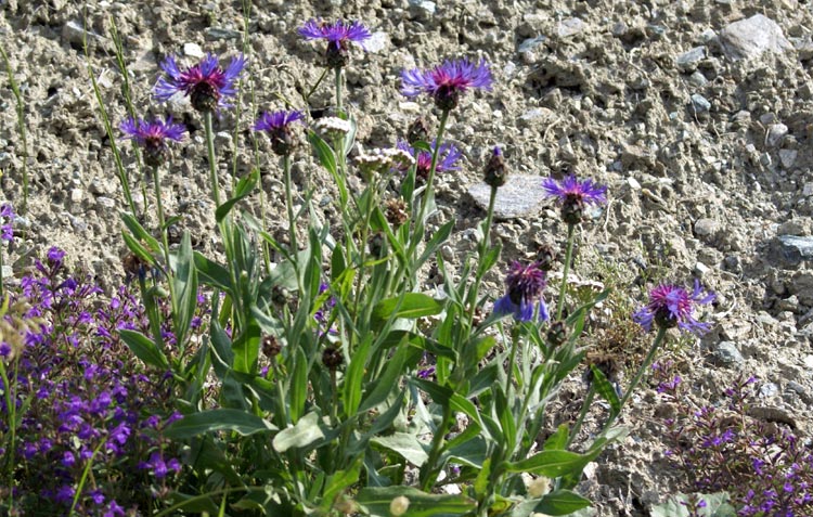 Val Tournenche 1 - Centaurea sp.