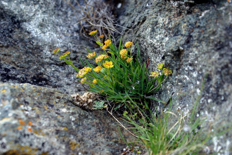 Bupleurum ranunculoides / Buplero ranuncoloide