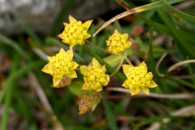 Bupleurum ranunculoides / Buplero ranuncoloide