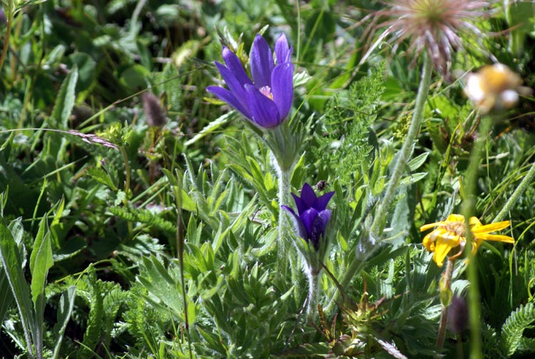 Pulsatilla halleri / Pulsatilla di Haller