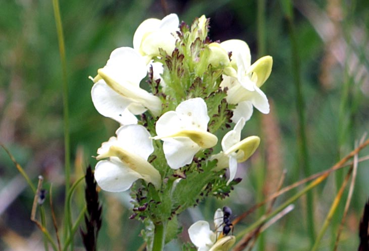 Pedicularis tuberosa / Pedicolare zolfina