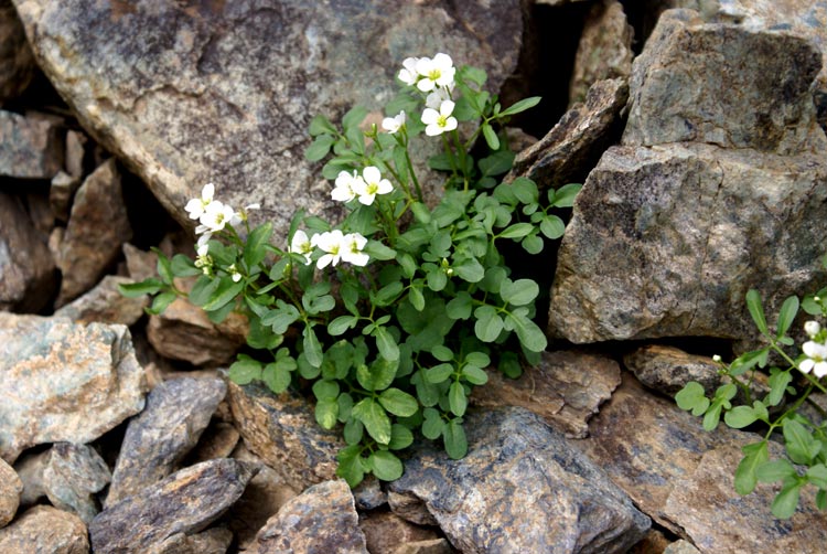 Cardamine plumieri / Billeri di Plumier