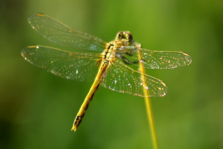 Sympetrum fonscolombii