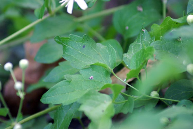 Clematis vitalba / Clematide vitalba