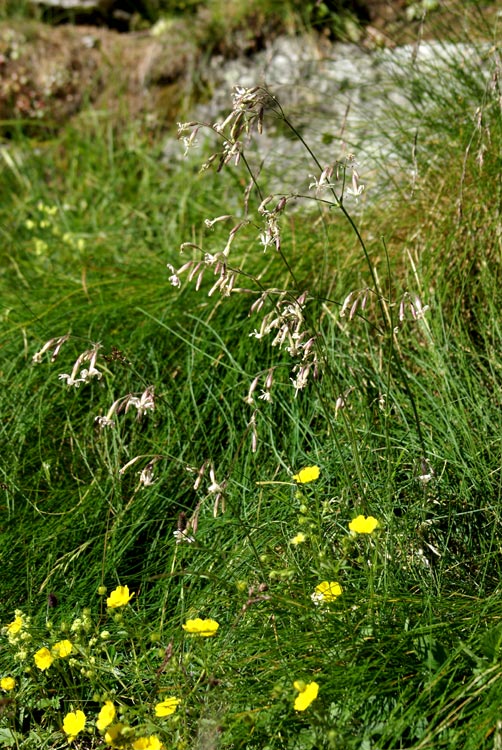 Silene nutans / Silene ciondola