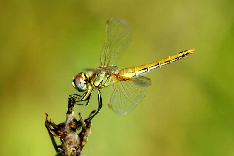 Sympetrum fonscolombii