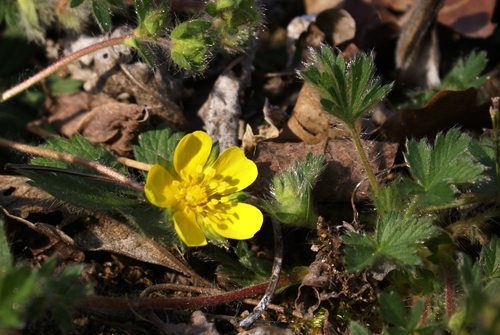 Potentilla reptans