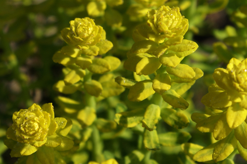 Euphorbia cyparissias con la presenza del fungo Uromyces pisii