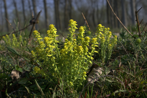 Euphorbia cyparissias con la presenza del fungo Uromyces pisii